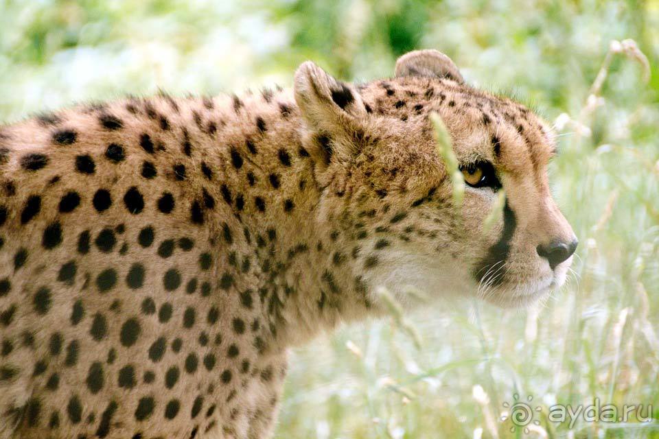 Отдых в Кении