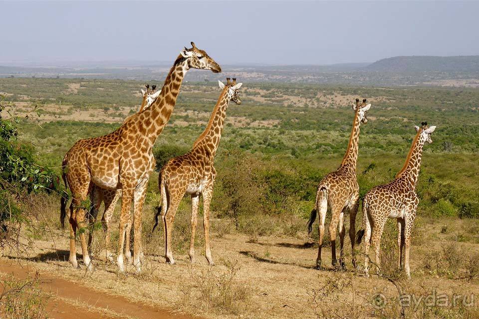 Отдых в Кении