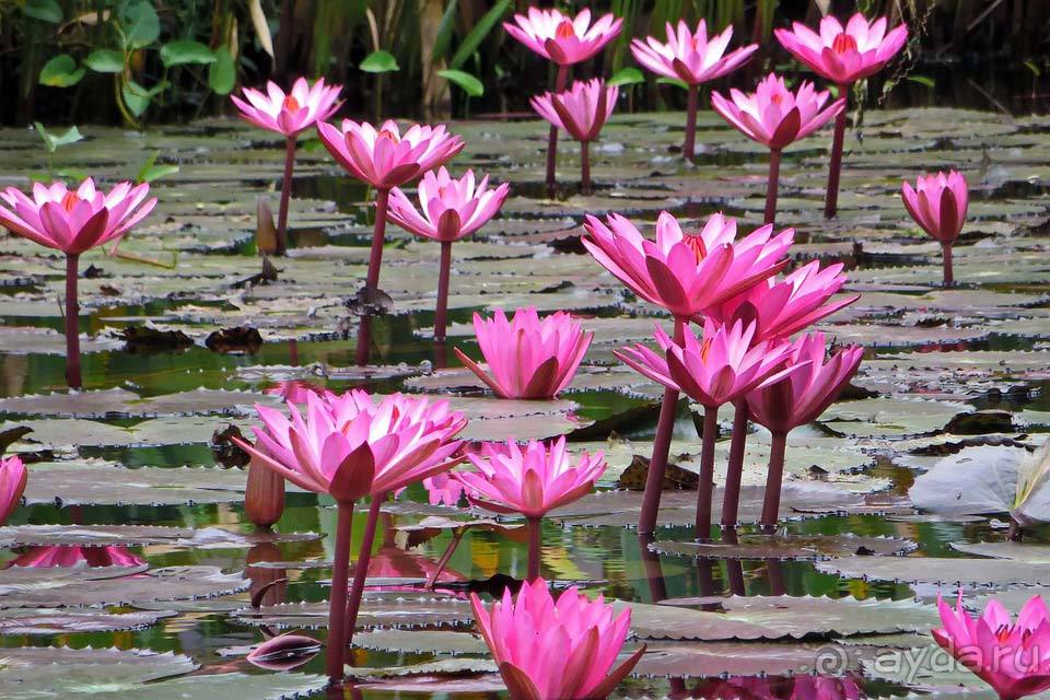 Отдых в Лаосе