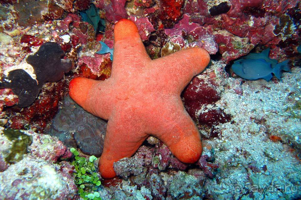 Отдых на Мальдивах