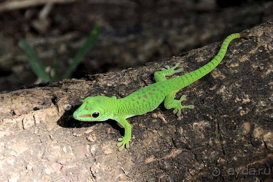 Отдых на Маврикии