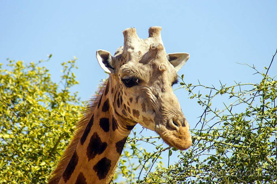 Отдых в Нигерии