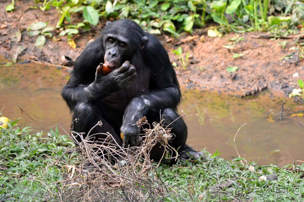 Отдых в Республике Конго