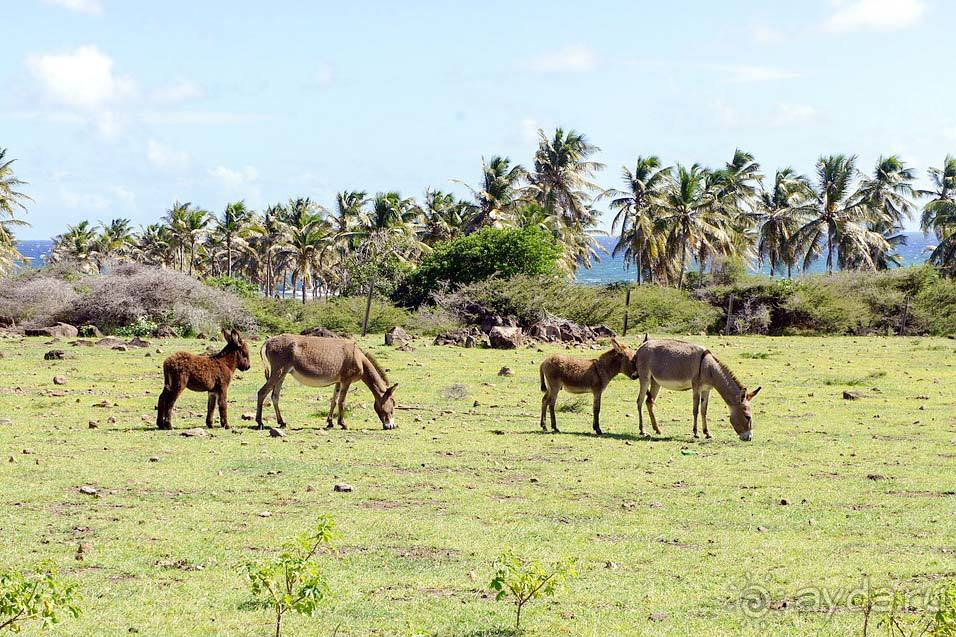 Отдых в Сент-Китс и Невисе