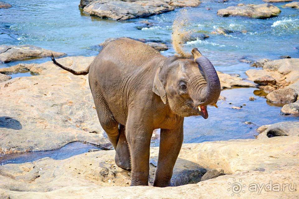 Отдых в Шри-Ланке