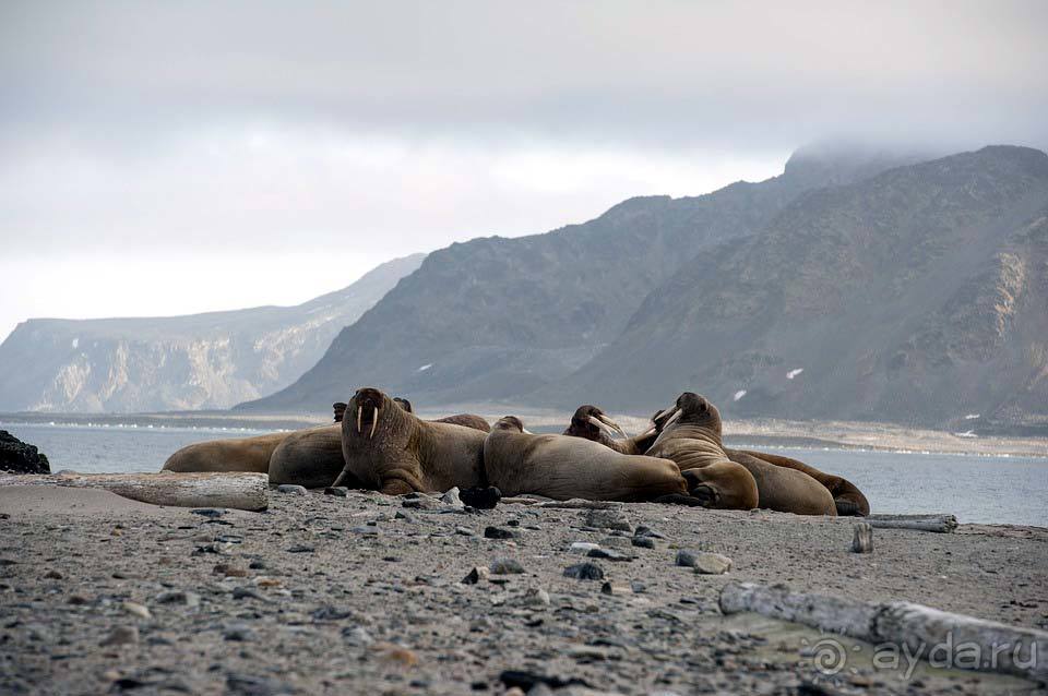 Отдых на Шпицбергене и Ян-Майене