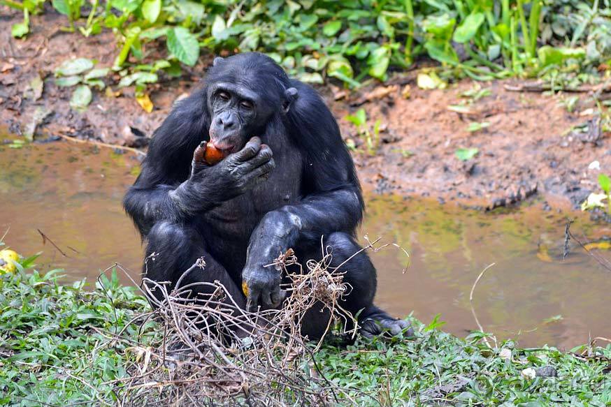 Отдых в Демократической Республике Конго