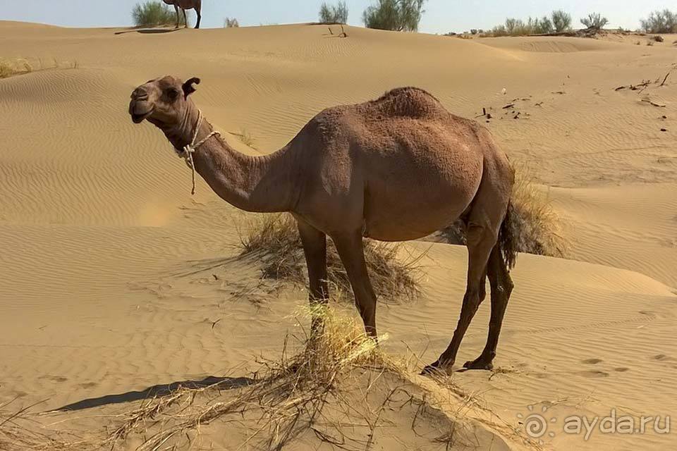 Отдых в Туркменистане