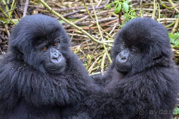 Отдых в Уганде