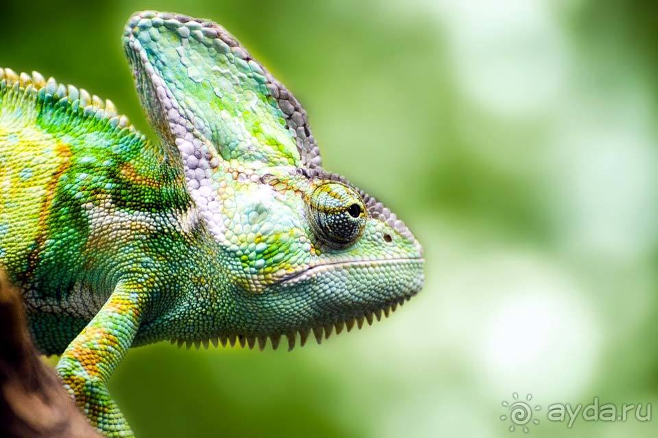 Отдых в Йемене