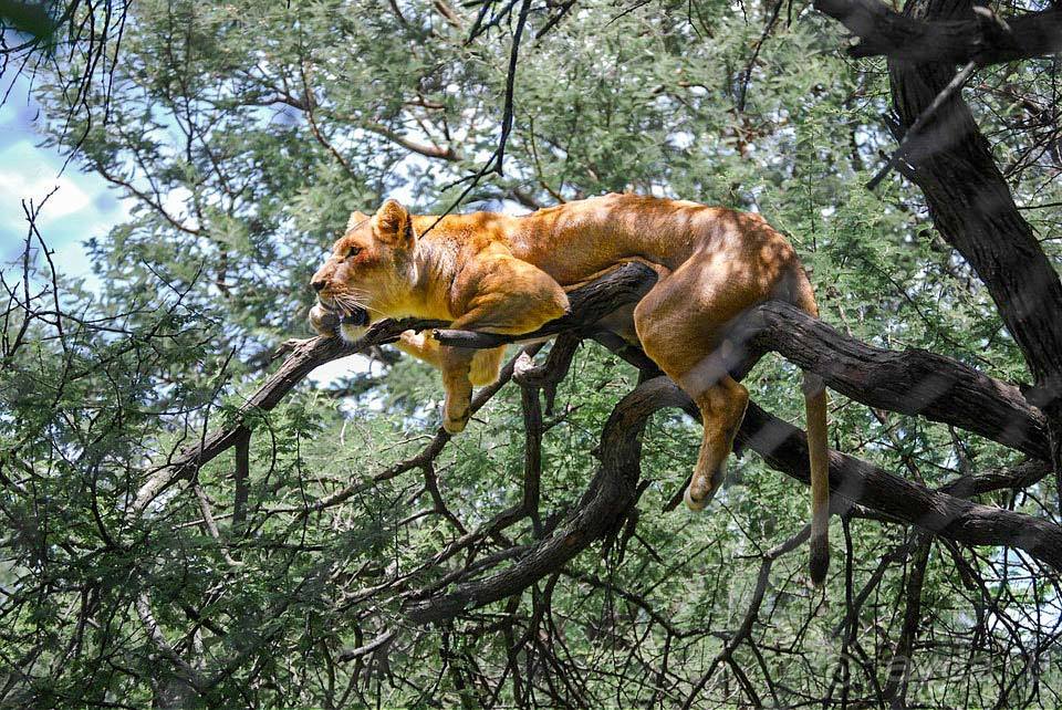 Отдых в Зимбабве