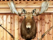 Квитфьелль