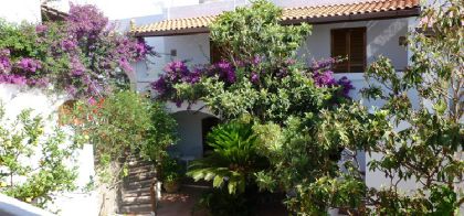 Панарея фото