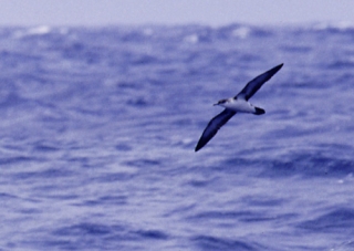 Климат на курортах Атлантики не изменится