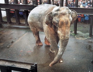 Туристам в Индии следует опасаться разъяренных слонов
