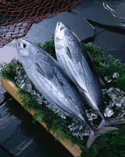 Опасная рыба тунец