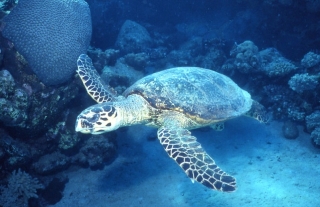 Дайвинг в Шарм-Эль-Шейхе (Египет)