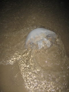 Из-за нашествия гигантских медуз Израиль может остаться без света