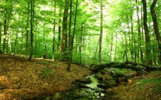 Лесники-мошенники разводят в Крыму туристов на деньги