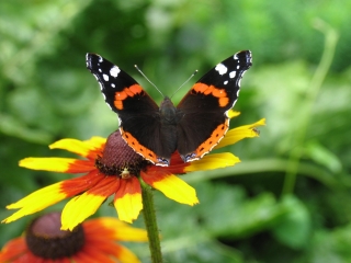 В Доминикане появился единственный в стране парк тропических бабочек