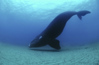 Поплавать с детенышами китов предлагают в Доминиканской Республике