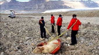 Английских туристов атаковал белый медведь