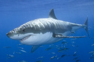 Акула-людоед атакует туристов на Сейшелах – есть жертвы