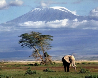 Килиманджаро может стать одним из природных чудес света