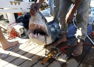 Акула-убийца, атаковавшая туристов на Сейшелах, поймана