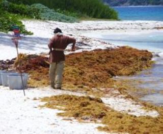 Круизные компании борются с морскими водорослями вдоль Антильских островов