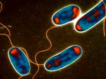 Смертельно опасная "болезнь легионеров" атакует туристов в Италии