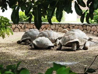 Сейшелы объясняют нападения акул последствиями изменения климата