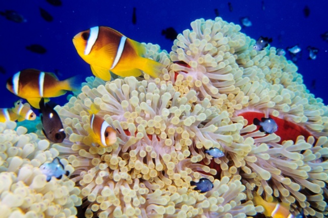 Египет ожидает восстановление авиасообщения с Россией в октябре