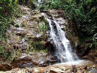 Лес ''Гишвати'' в Руанде будет объявлен национальным парком
