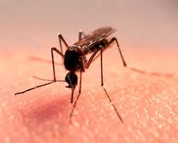 Японский энцефалит в Индии: несколько тысяч заболевших