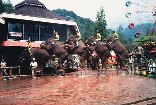 Лампунг может стать новым популярным направлением международного класса