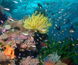 Крупнейший в мире морской заповедник появится близ Большого барьерного рифа