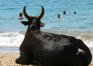 Калангут (Гоа) - один из самых ужасных пляжей по версии CNN