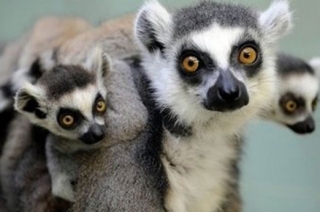 Мадагаскар: туристы игнорируют местные табу и истребляют краснокнижных лемуров