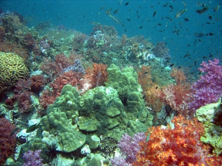 Мест для дайвинга в Таиланде может стать меньше