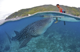 На Филиппинах туристам хотят запретить кормить китовых акул