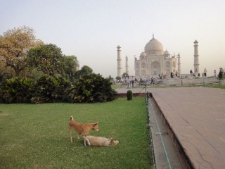 Бездомные собаки пугают туристов у Тадж-Махала