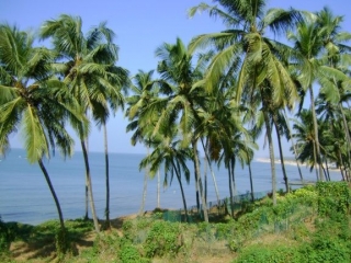 В Гоа временно запретят продажу спиртных напитков