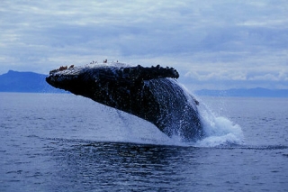 Сезон наблюдения за горбатыми китами открылся в Доминикане