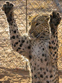 Голодный гепард напал на туристку на ферме в Намибии