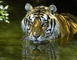 Бенгальские тигры атакуют туристов в национальном парке в Китае