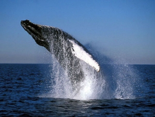 Туристы Доминиканы смогут наблюдать за брачными играми китов 