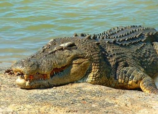 Власти Австралии могут разрешить туристам охотиться на крокодилов