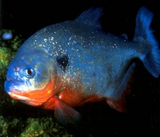 Хищные рыбы в Бразилии нападают на людей