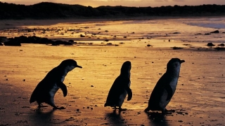 Туризм на необычном острове Кенгуру должен выйти на новый уровень